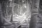 hammocks-palms